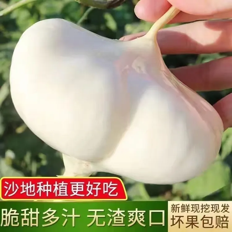 【中通发货】贵州地萝卜新鲜沙土凉薯清甜似水果适合孕妇的水果现挖