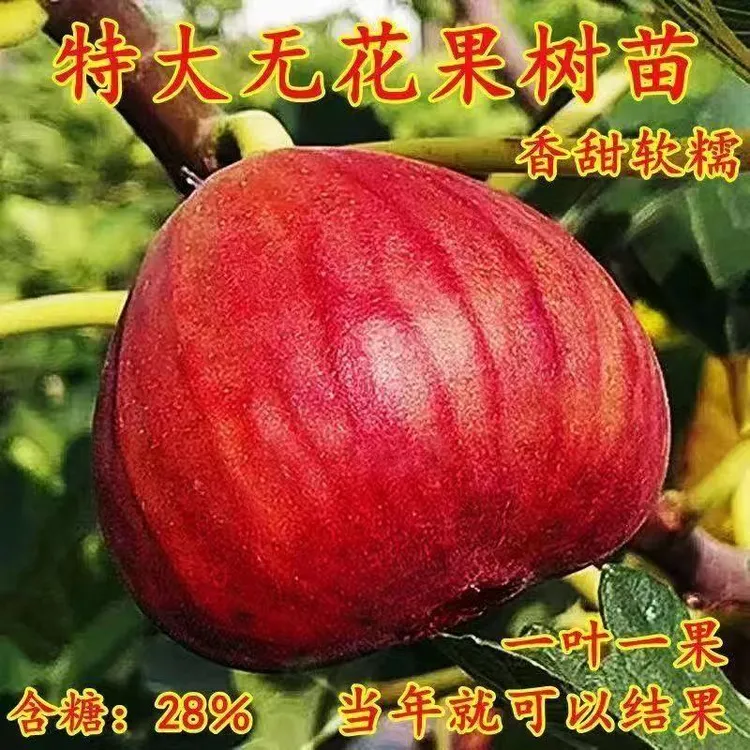 无花果树果苗特大果盆栽树苗南方北方矮化老桩波姬红庭院四季果树