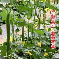 【满五包包邮】高产特长丝瓜种子阳台四季庭院蔬菜孑香肉丝瓜幼苗