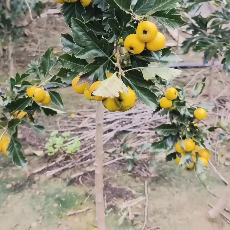 2年生黄果山楂苗+大金星山楂苗当年栽种当年挂果 现起苗现发货