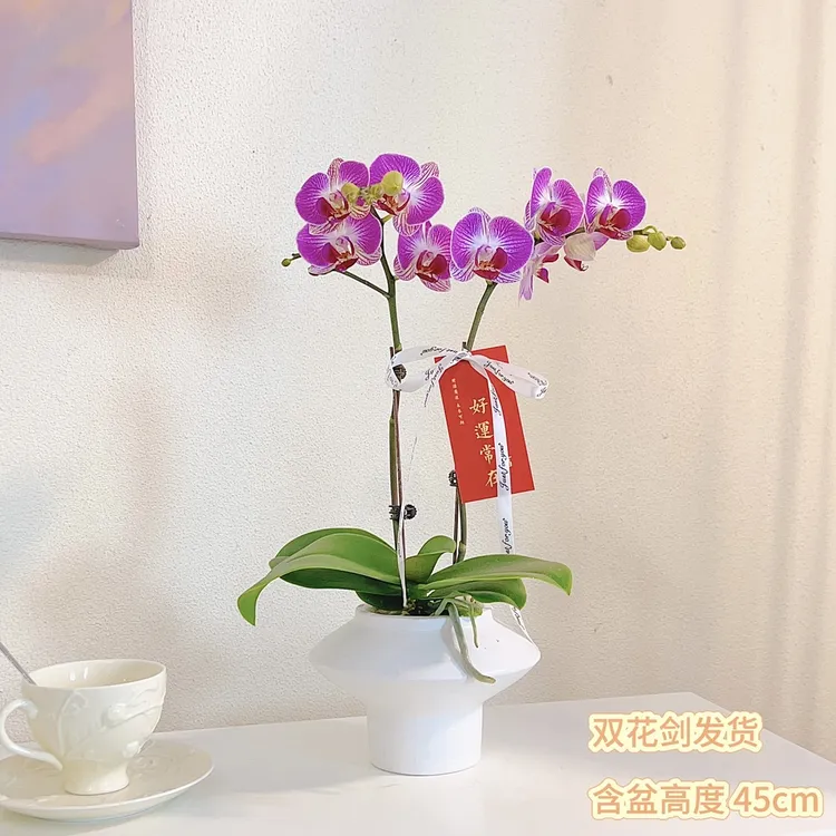 蝴蝶兰精品双花包花剑室内桌面办公室开花绿植挑选花卉耐阴盆栽