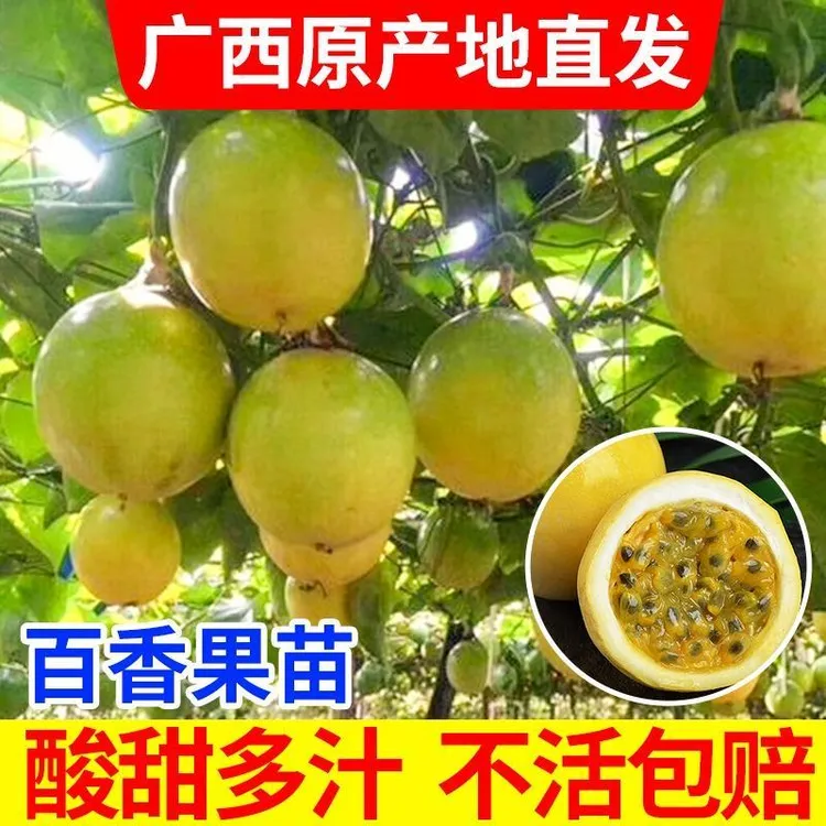 黄金百香果树果苗四季结果特大爬藤南方庭院水果盆栽种植苗好养活