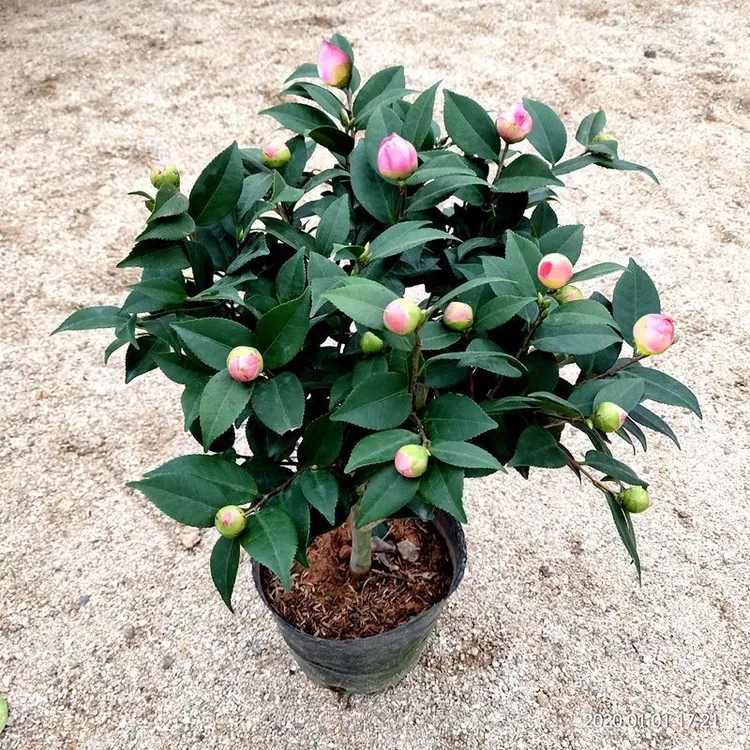 香妃山茶花盆栽带花苞红赤丹花卉绿植物室内浓香型树苗四季常青花