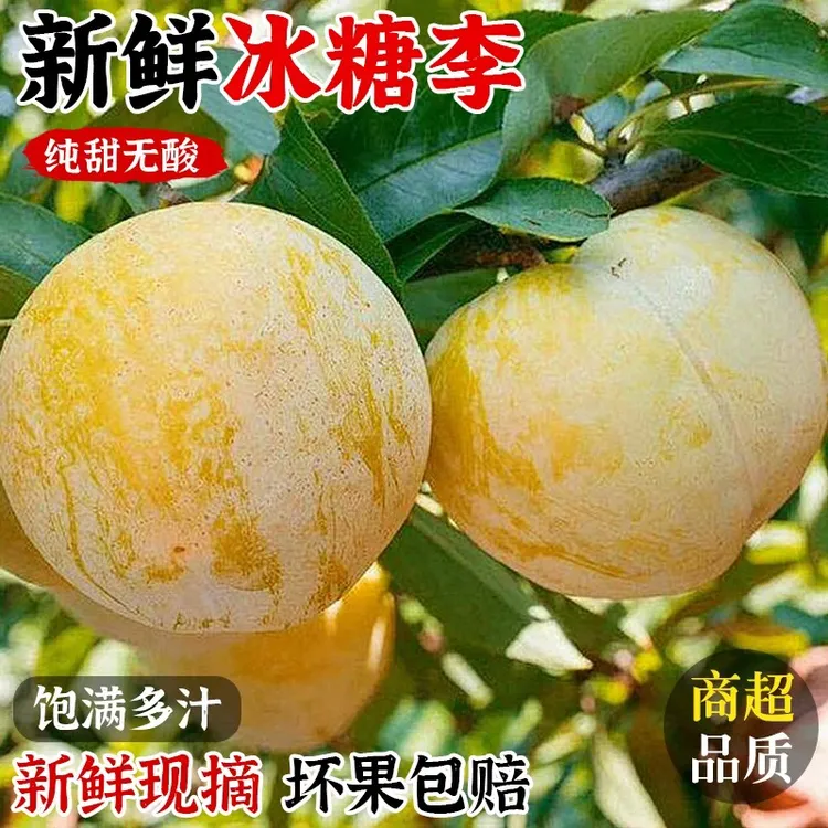 正宗四川冰糖李桃花李应季新鲜蜂糖蜜李子水果应季水果商品图