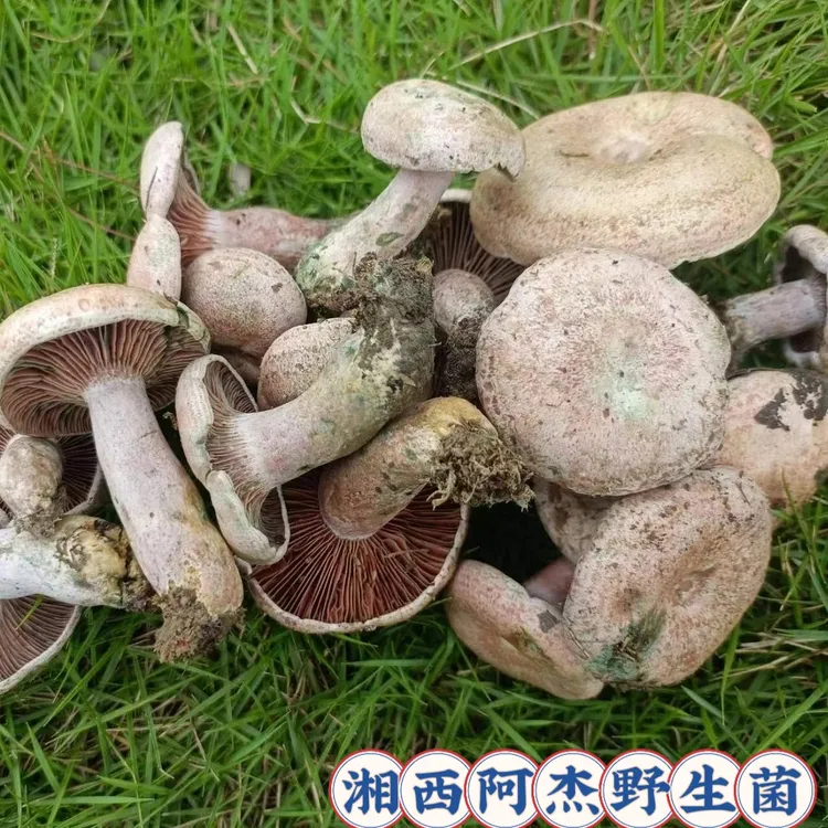 野生新鲜乌枞菌松树菌三九菇铜绿菌   顺丰快递包邮