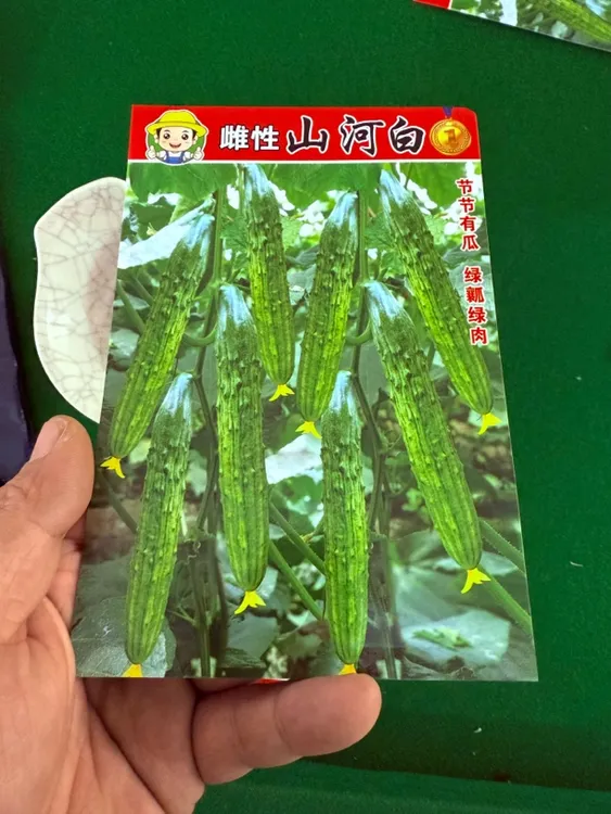 山河白旱黄瓜籽新老包装随机发50粒