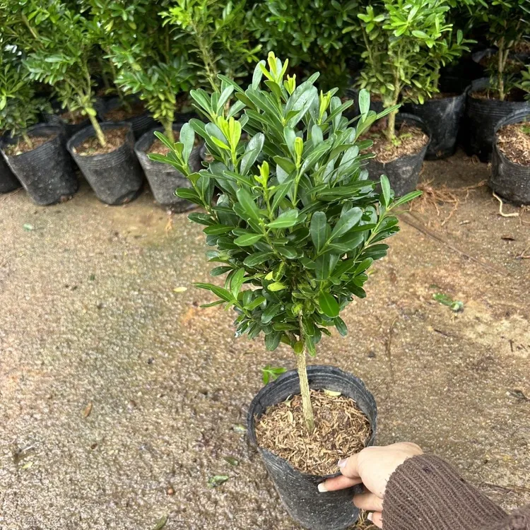 独杆黄杨茉莉兰花草树苗盆景耐寒四季常青好养办公室客厅庭院绿植