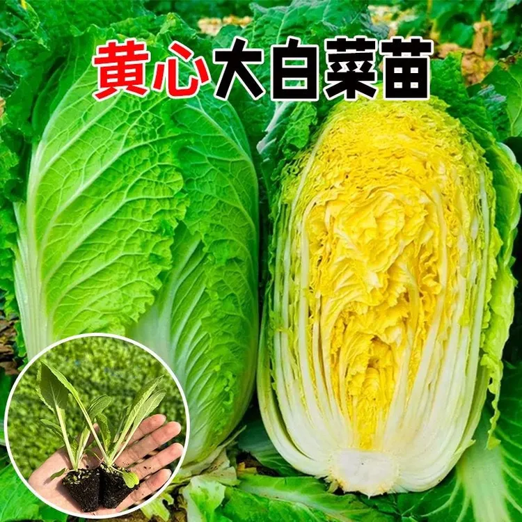 大白菜苗黄心白菜秧苗花菜苗西兰花苗乌塌菜莴笋苗耐寒秋冬蔬菜苗