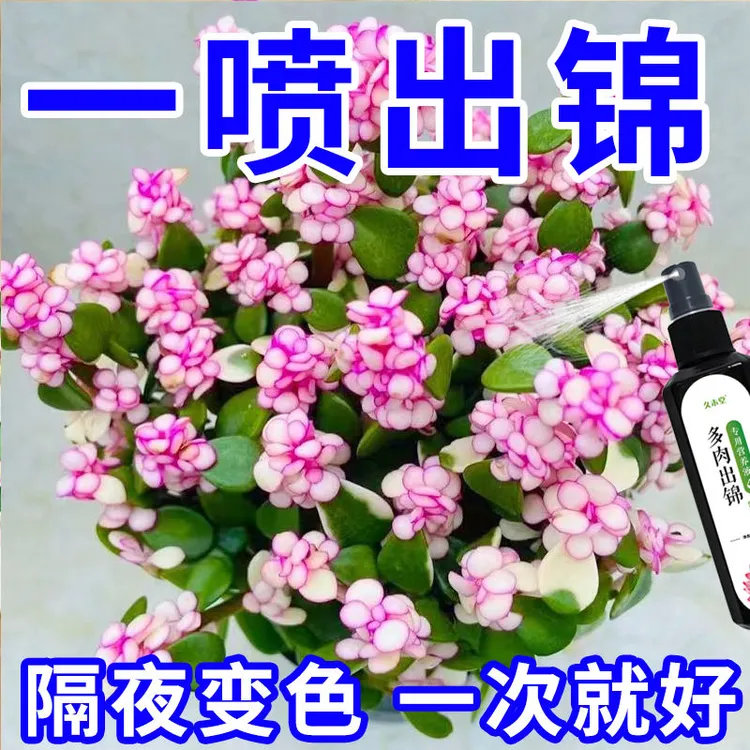 多肉出锦营养液药水金枝玉叶变色药专用