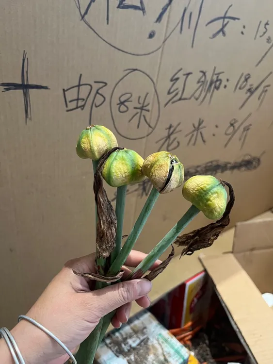 四川土朱顶红对对，红成粉种子