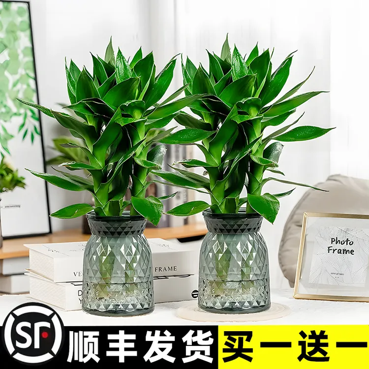 【买一送一】水培观音竹室内四季去除甲醛桌面盆栽水培绿植好养易活