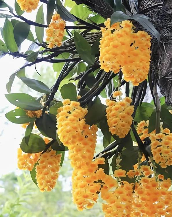 【蜜花石斛】云南高山养殖花量大稀有品种珍贵香郁绿植盆栽