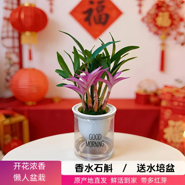 7-10苗【带红芽】 年宵花  七彩香水石斛兰  浓香型 水培盆栽绿植商品图