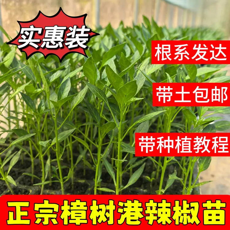 【散苗】正宗樟树港辣椒苗 原产地直发 湖南特色辣椒苗 精选 包邮