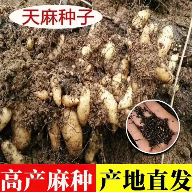 【天麻种子】【原装彩包】适合四季种植可用于阳台盆栽