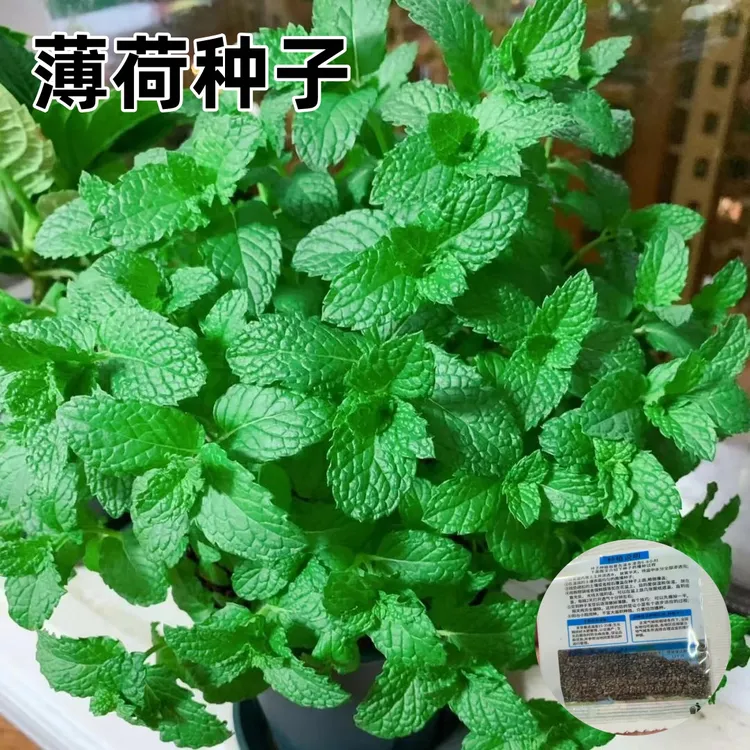 【薄荷种子】留兰香薄荷驱蚊植物花草种子耐寒耐热阳台盆栽庭院商品图