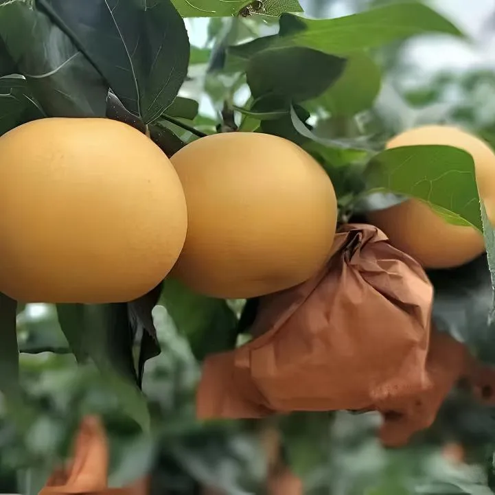 烟台莱阳正宗秋月梨新鲜现摘应季水果