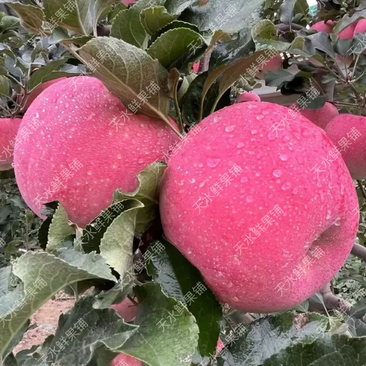 正宗甘肃天水高山红富士脆甜多汁新鲜采摘现摘现发