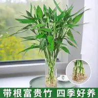 【带根富贵竹】水培植物水养水竹客厅室内绿萝招财树盆栽绿植好养