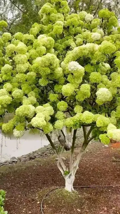 正宗木绣球宝塔庭院绿植盆栽观赏花卉耐寒耐热大花斗球·球形景观