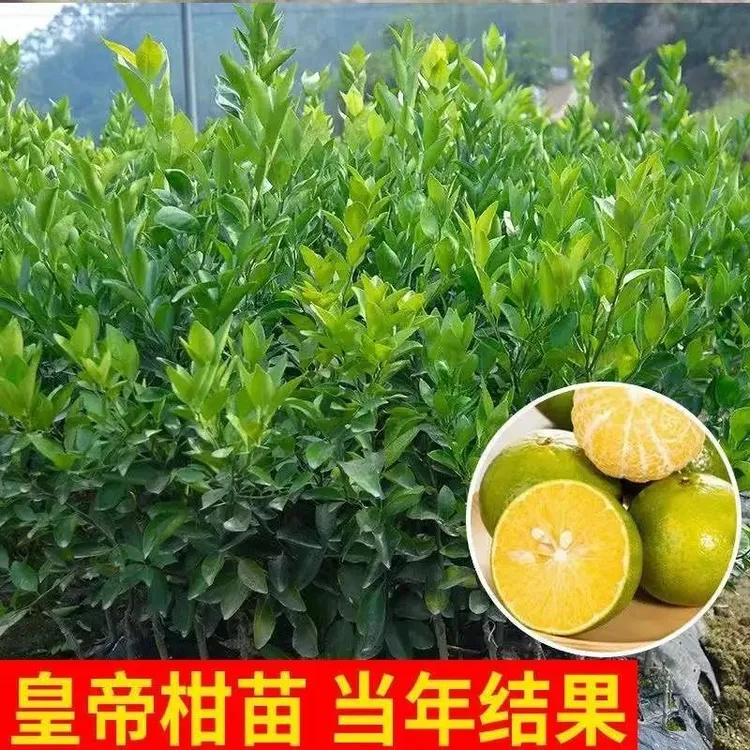 皇帝柑苗 正宗德庆皇帝柑树苗贡柑苗果树苗柑橘子树苗砂糖橘树苗