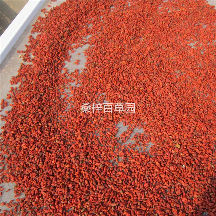 野生小红枸杞子太行山区农家自晒150g