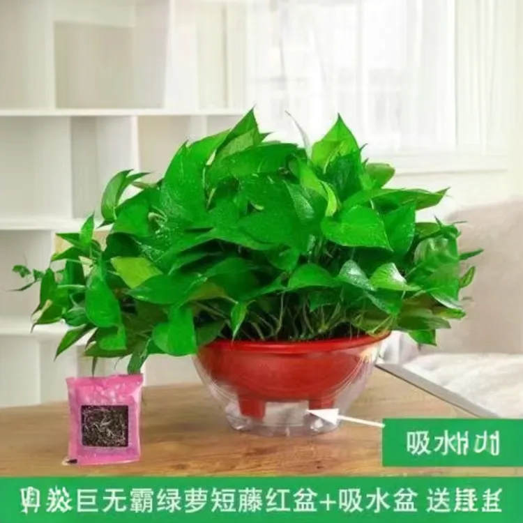 大绿萝盆栽植物家用两旁绿植室内水培植物长藤大叶花卉绿植盆栽