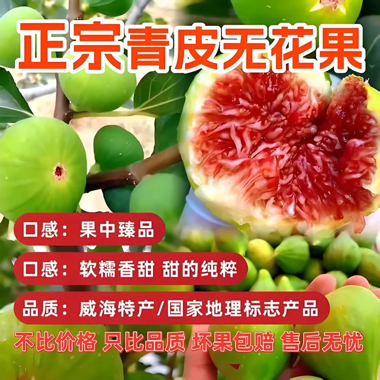 威海青皮无花果鲜果树上自然成熟水果流蜜香甜非大棚产地直发l