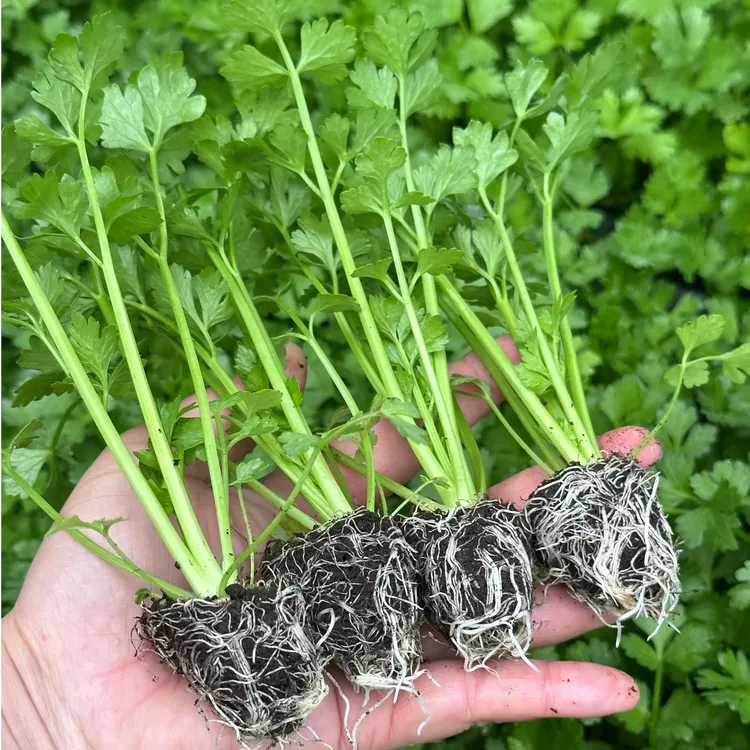 芹菜苗四季香芹根芹苗山东寿光易成活西芹苗10棵盆菜套装蔬菜种子