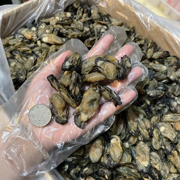 138头蚝干珠海发货珠蚝生蚝干蚝豉 煲汤煲粥焖猪蹄 海味干货