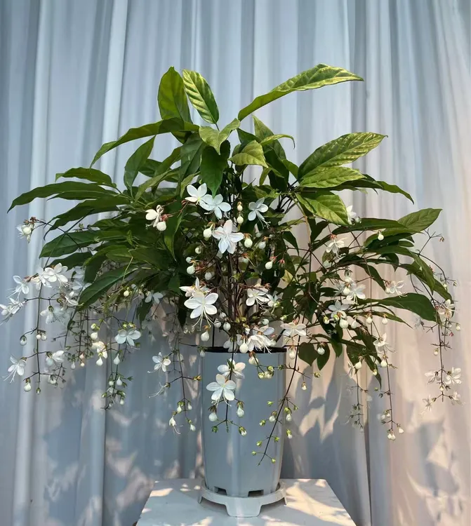 泰国垂丝茉莉室内观赏盆栽仙气飘飘四季开花带白盆10条花丝发货