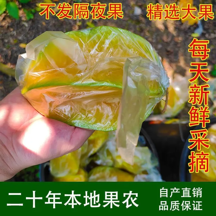 自家果园现摘广东新鲜杨桃爽脆清甜爆汁特大应季时令水果直发