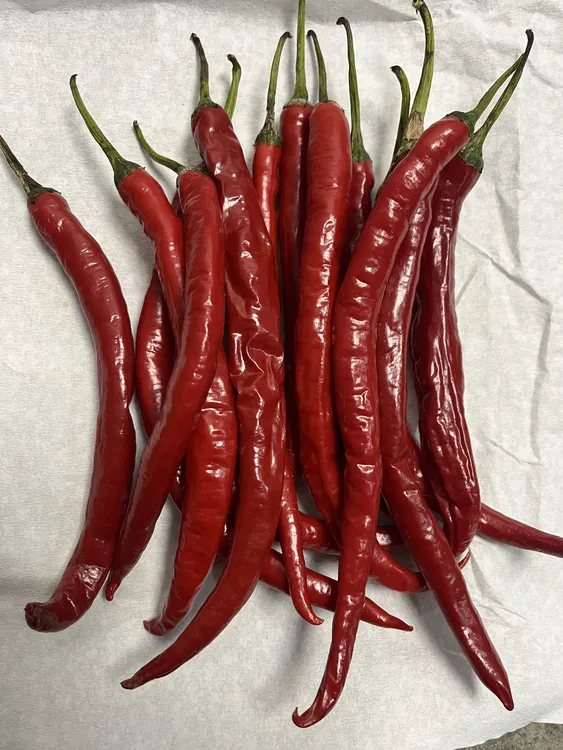 贵州二荆条辣椒晒干辣椒必备有点半脱水