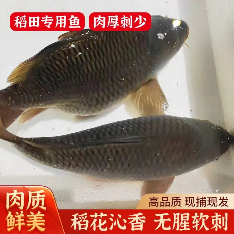 【乾稻鱼专卖】五斤活鱼 原生态稻田鱼专用乾稻鱼肉厚刺少鲜甜软糯
