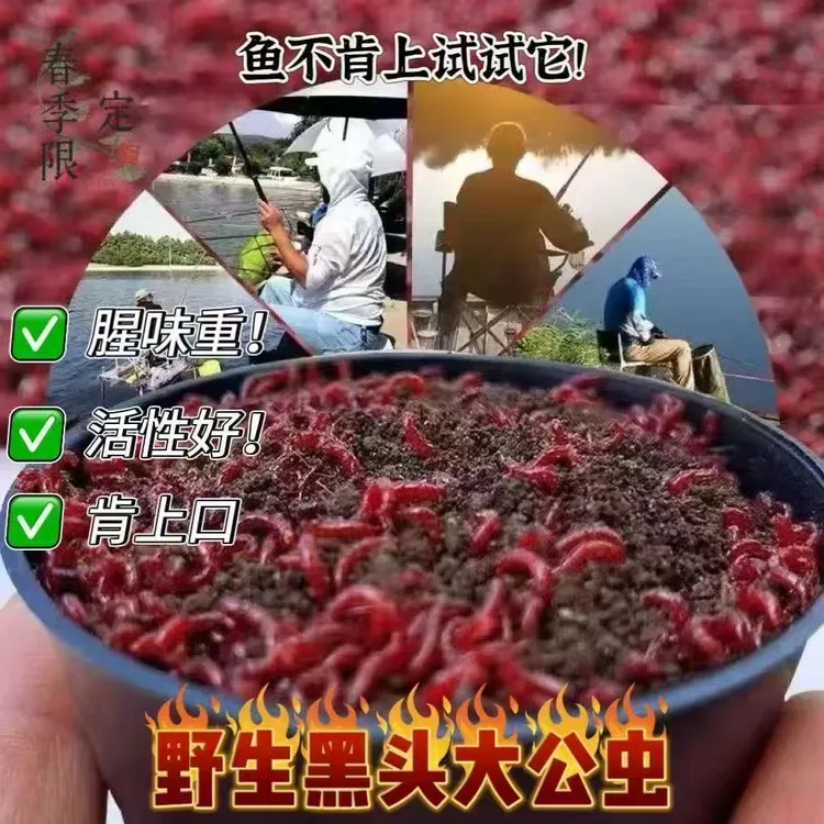营养土特大号鲜活红虫野钓黑坑钓鱼活饵