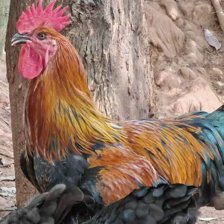 跑山鸡纯正散养土鸡