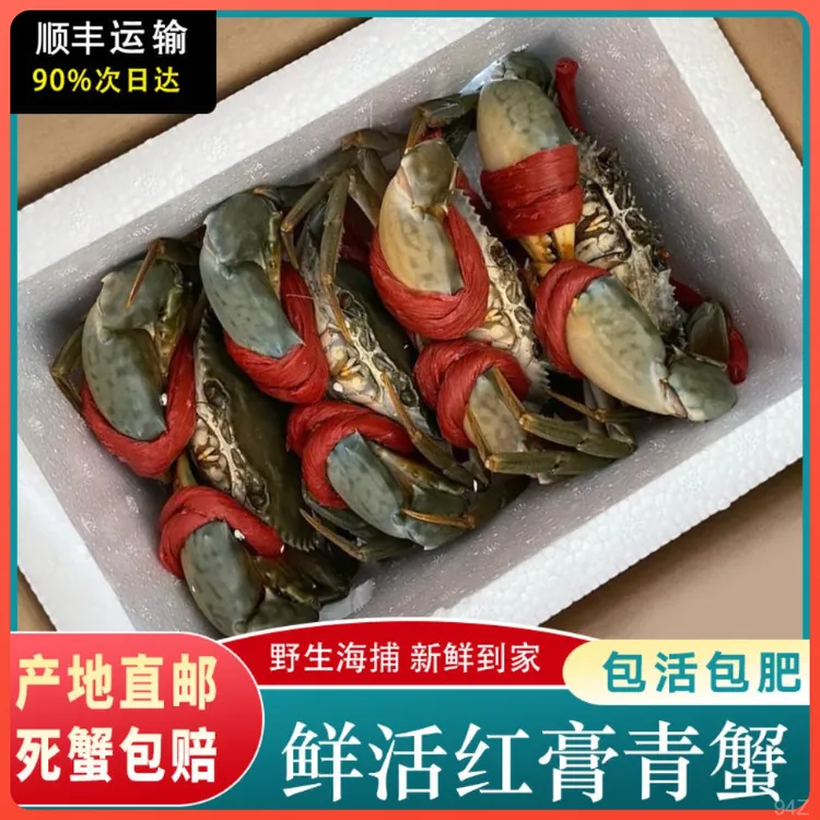 【包活】超大膏蟹8两到一斤特大红鲟青蟹红膏母蟹红膏蟹鲜活野螃蟹