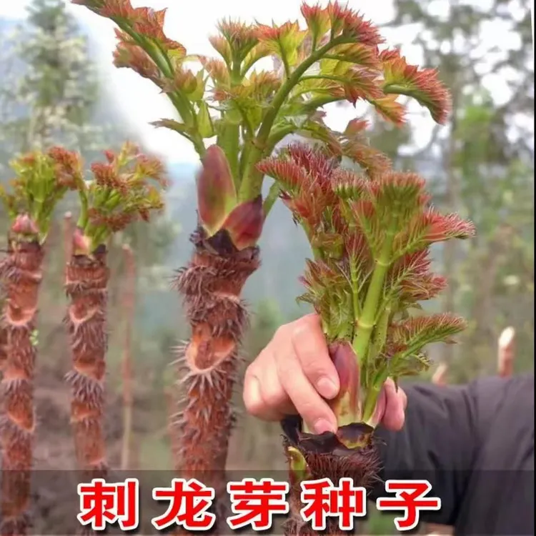 F【刺龙牙种子】一年四季阳台易种盆栽北方春夏秋种植商品图