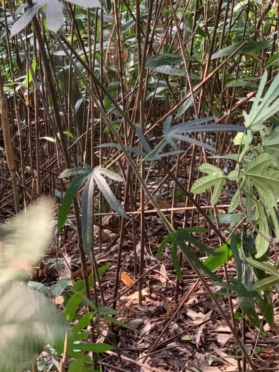 精选五指毛桃中大节新货可煲汤煮水纯天然滋补养生
