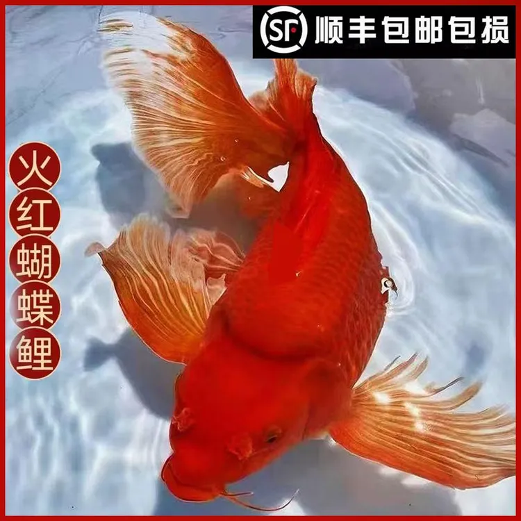 纯种火红色蝴蝶鲤鱼球体冷水鱼锦鲤蝶鲤大鳍长尾观赏鱼苗活体