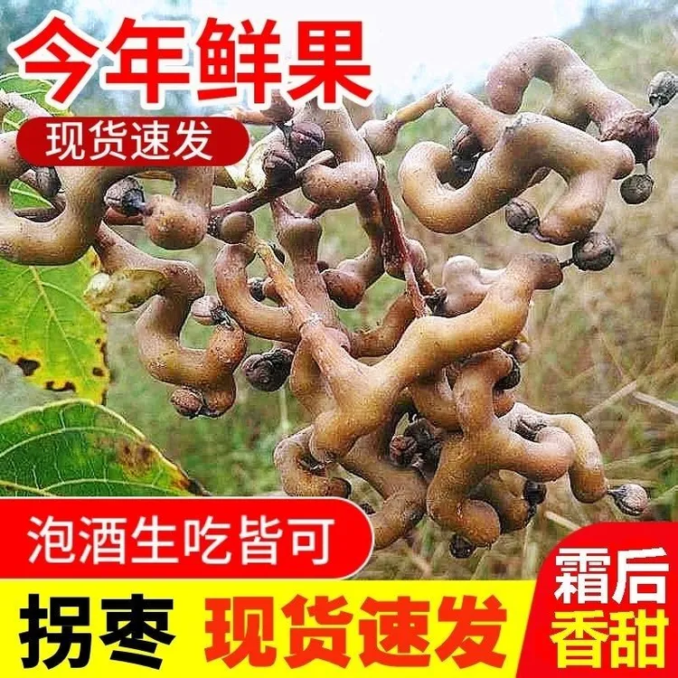 现摘现发野生新鲜拐枣云南鸡爪梨可泡酒可生吃的水果枳椇子万寿果