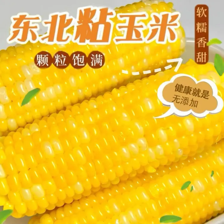 【25年头茬】东北糯9号玉米 220g 香甜软糯 拉丝玉米  黑土地种植