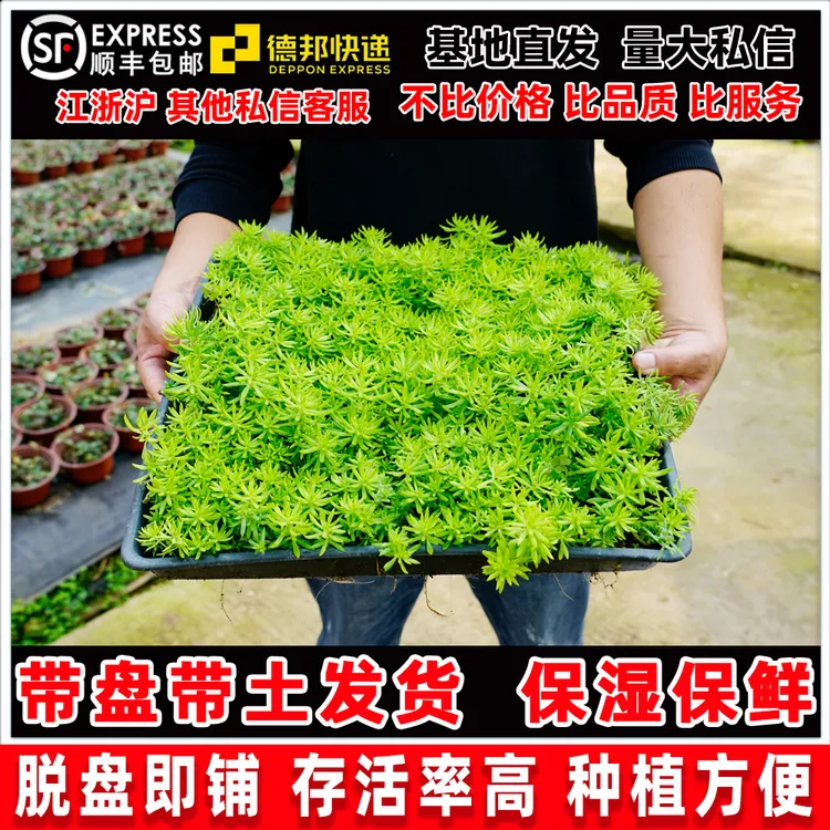 佛甲草多肉成品方盘苗耐寒四季常绿庭院地被绿植屋顶绿化玉龙草