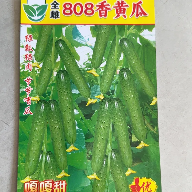 全雌808香黄瓜种子 50粒 绿肉丫丫有瓜