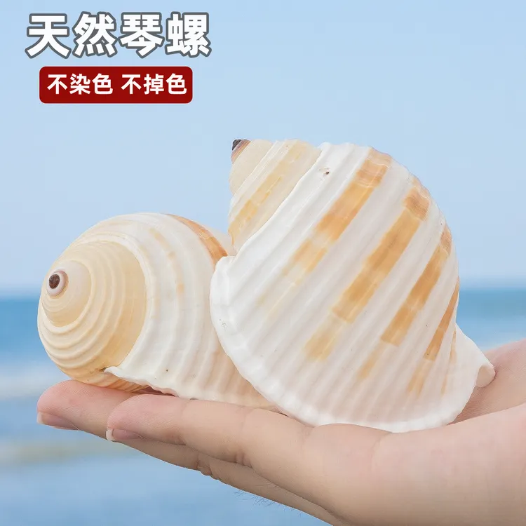 天然海螺贝壳琴螺寄居蟹壳鱼缸水族造景装饰品家居空气凤梨多肉盆