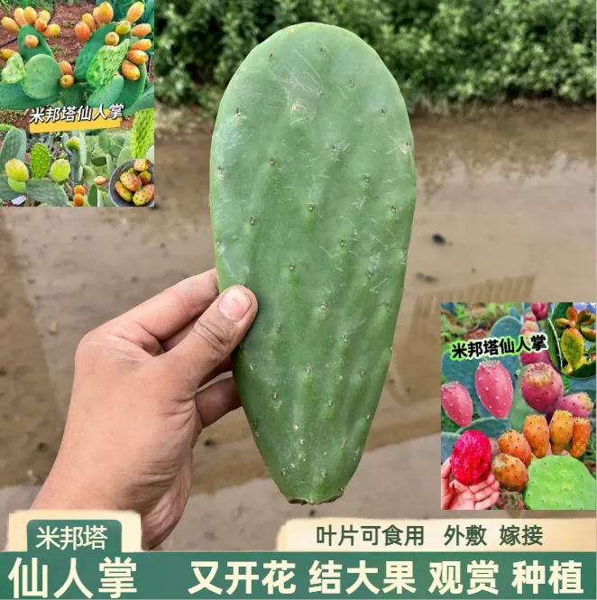 米邦塔改良品种仙人掌可食用开花结果多肉盆栽室内好养四季绿植