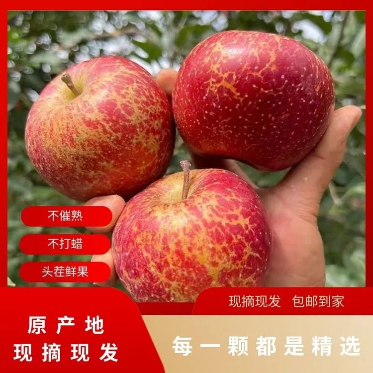 【现摘现发】云南昭通高原冰糖心2025鲜果脆甜多汁正宗丑冰糖心苹果