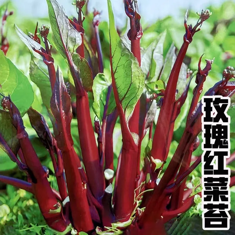 改良高产红菜苔种子四季可种适合南方冬季种植蔬菜种子菜秧菜苗