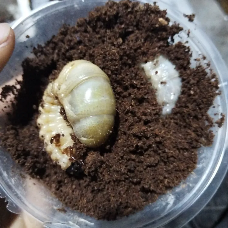 甲虫幼虫，素吉五角大兜幼虫三龄幼虫2只，发货3只，包成活2只