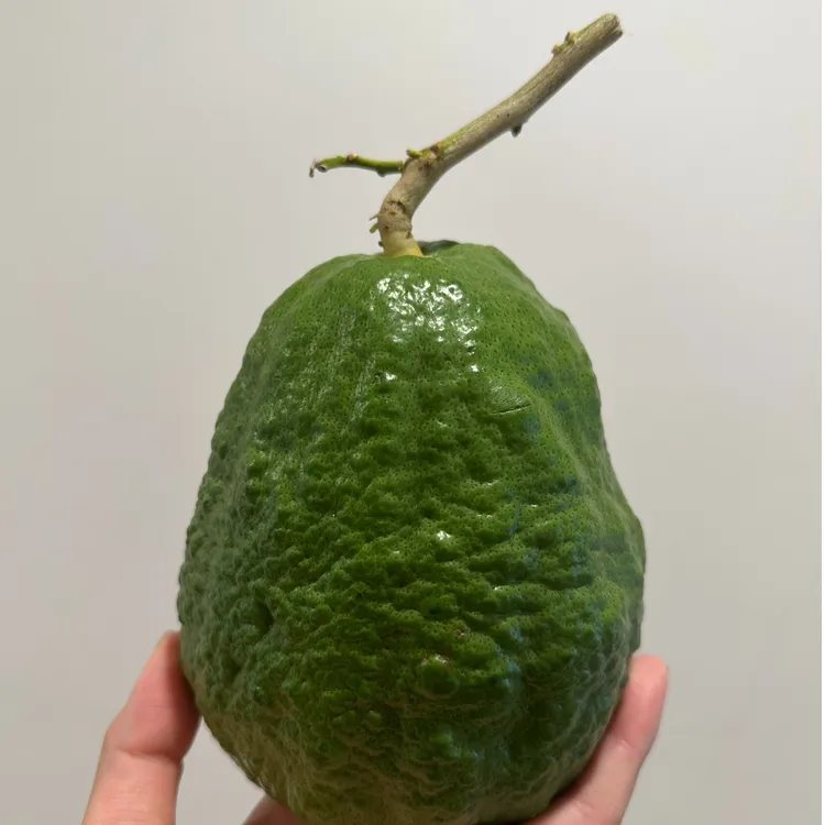 香橼瓶插摆放车载香薰可变黄果干放【两单包邮】
